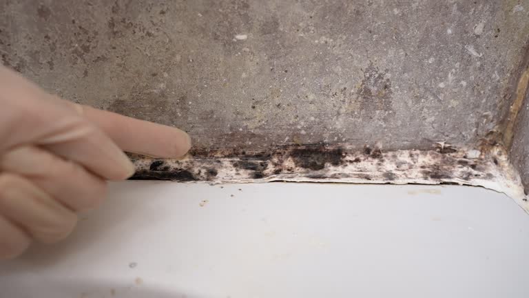 Best Environmental Consulting for Mold Prevention  in Ontario, OH